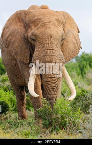 Éléphant d'Afrique du Bush (Loxodonta africana), homme adulte avec de longues défenses et collier radio se nourrissant de l'herbe, parc national d'éléphants d'Addo, Cap oriental, Banque D'Images