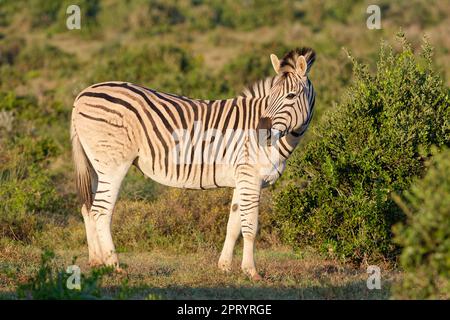 Zèbre de Burchell (Equus quagga burchellii), animaux adultes se nourrissant de l'herbe dans la lumière du matin, Parc national de l'éléphant d'Addo, Cap oriental, Afrique du Sud Banque D'Images