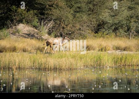 Kudu animal mâle avec de grands bois marche le long de la rivière. Rivière Kwando, parc national de Bwabwata, Namibie, Afrique Banque D'Images