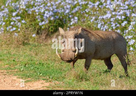 Le pacochon commun (Phacochoerus africanus), l'homme adulte se fourragent au bord de la route de la terre, Parc national de l'éléphant d'Addo, Cap oriental, Afrique du Sud, Afrique Banque D'Images