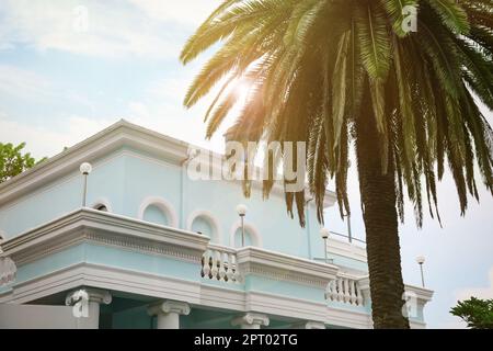 BATUMI, GÉORGIE - 31 MAI 2022 : magnifique palmier près du restaurant Sanapiro Banque D'Images