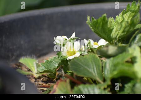 plante de fraise en fleurs Banque D'Images