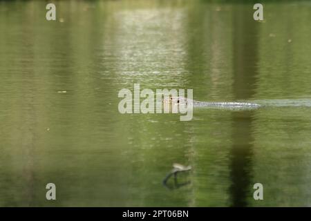 Varanus salvato dans l'eau est un reptile terrifiant Banque D'Images