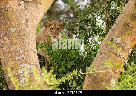 Titre : lion juvénile dans un arbre. Le secteur Ishasha du parc national de la Reine Elizabeth est célèbre pour les lions grimpants, qui grimpent pour échapper à la chaleur an Banque D'Images