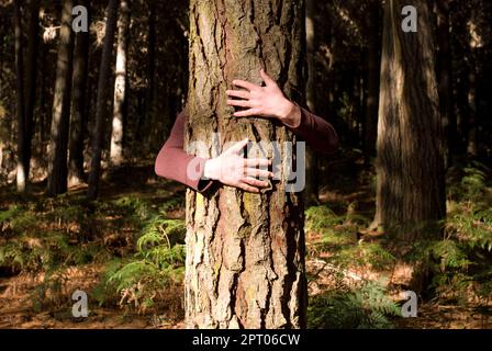 Serrant les bras un arbre dans une forêt. Banque D'Images