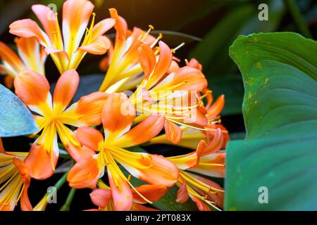 Clivia Nobilis Lindl, jaune vif et orange, fleurit avec des feuilles vertes dans le jardin en été. Banque D'Images