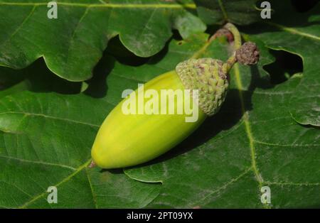 Eichel der Stieleiche (Quercus robur, synonyme: Quercus pedunculata) auch Sommereiche oder Deutsche Eiche genannt. Chêne anglais, gland, note le long Banque D'Images