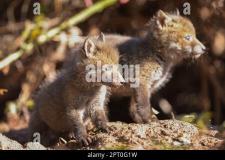 Cubs de Fox Banque D'Images