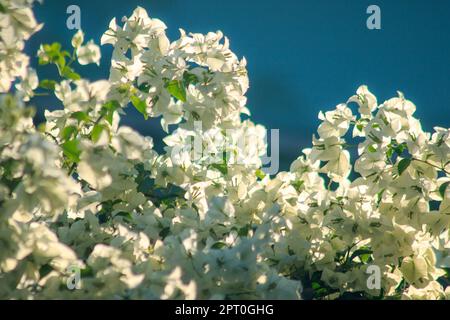 Bougainvilliers glabra Choisy floraison de couleur blanche selon les feuilles et les branches Banque D'Images