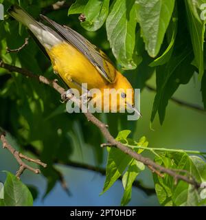 Paruline orangée perchée sur une branche. Banque D'Images