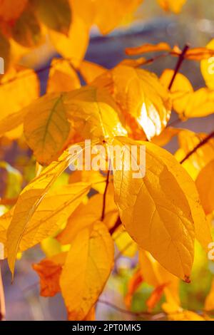 Feuilles d'automne colorées en pointillés Banque D'Images