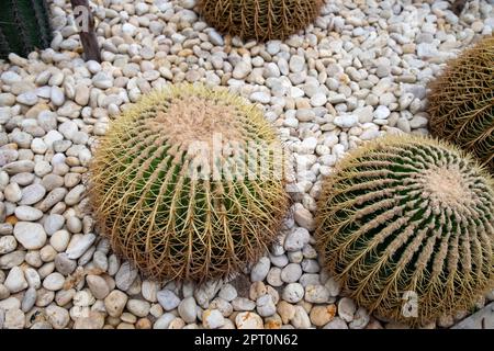 GOLDEN BARREL CACTUS est un cactus du groupe ECHINOCACTUS, originaire de l'est du Mexique. Son nom scientifique est ECHINOCACTUS GRUSONII. Nous Banque D'Images