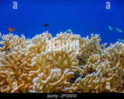 merveilleux coraux jaune clair avec peu de poissons colorés et de l'eau bleue Banque D'Images