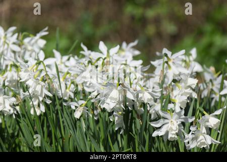 La jonquille de printemps blanche fraîche fleurit dans le jardin britannique en avril Banque D'Images