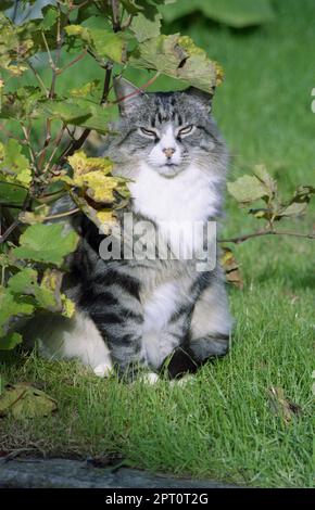 Un chat de tabby d'argent à poil long est assis sous une vigne en croissance. Banque D'Images