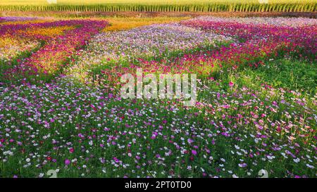 Daxi, Taoyuan City - 14 novembre 2022 : Daxi Moonbrow Flower Festival, Taoyuan City, Taïwan Banque D'Images