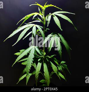 Plante de cannabis sur fond noir foncé sale. Culture de marijuana ou de cannabis. 3D rendu Banque D'Images