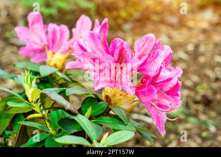 Rose vif Rhododendron hybridum Anastasia fleurit avec des feuilles vertes dans le jardin au printemps. Banque D'Images