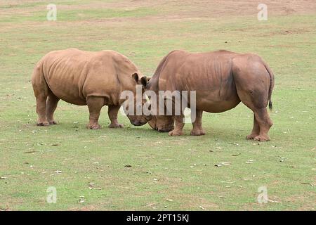 Deux rhinocéros se faisant face l'un à l'autre de la tête à la tête. Herbe, détail corne, tête, rage, défi, puissance Banque D'Images