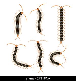 Crachoir noir Scolopendra isolé sur fond blanc. Icône de l'animal de la Sentipede géante. Illustration de Vecteur