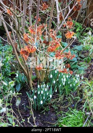 Perce-neige Galanthus nivalis (commune) en dessous d'un croissant, Hamamélis hamamélis Hamamelis x intermedia 'Jelena' Staffordshire, Angleterre, RU Banque D'Images