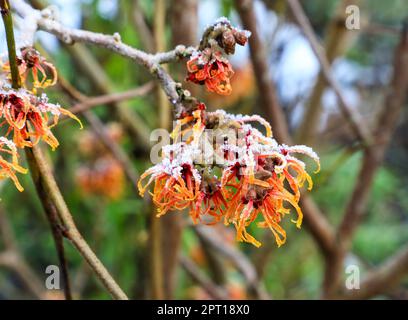 Les fleurs orangées/rouges d'un arbuste de fleurs d'hiver à feuilles caduques de Witch Hazel, de witchhazel Hamamelis x intermedia 'Jelena' recouvert de neige Banque D'Images