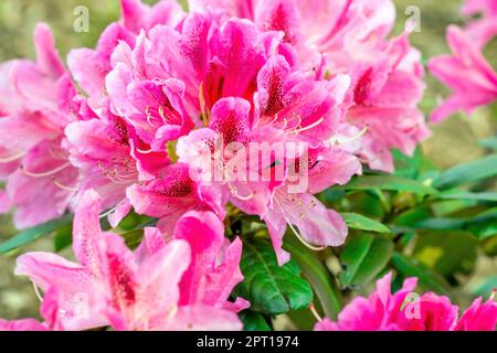 Rose vif Rhododendron hybridum Anastasia fleurit avec des feuilles vertes dans le jardin au printemps. Banque D'Images