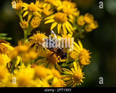 Une grande mouche semblable à une abeille se trouve sur une fleur jaune, macro. Mouches hover, également appelées mouches de fleurs ou mouches syrphides, Syrphidae. Banque D'Images