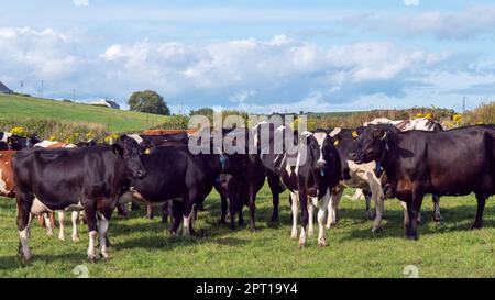 Un troupeau de vaches sur un pâturage vert d'une ferme laitière en Irlande. Un champ d'herbe verte et du bétail sous un ciel bleu. Paysage agricole, vache sur herbe fi Banque D'Images