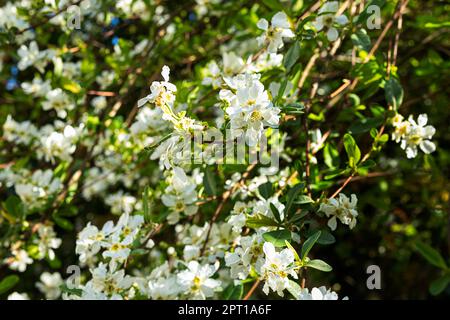Brousse jasmin à fleurs printanières comme fond naturel Banque D'Images