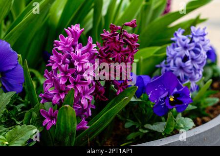 jacinthes colorées, inflorescence rose et bleue dans l'habitat naturel, fleurs délicates entre les feuilles vertes, plantes printanières ornementales, gros plan Banque D'Images