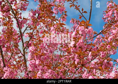 Girofle japonais Cerisier, Prunus serrulata, la floraison au printemps Banque D'Images