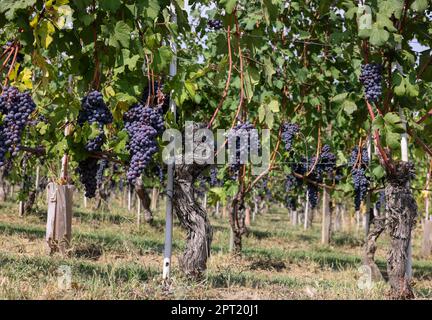 Beau bouquet de raisins noirs nebbiolo avec des feuilles vertes dans les vignobles de Barolo, Piemonte, le quartier viticole de Langhe et le patrimoine de l'UNESCO, Italie Banque D'Images
