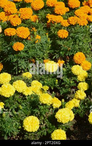 Floraison Fleurs de fleurs dans le jardin. De nombreuses petites fleurs jaune et orange. Dans le parc de calendula Banque D'Images