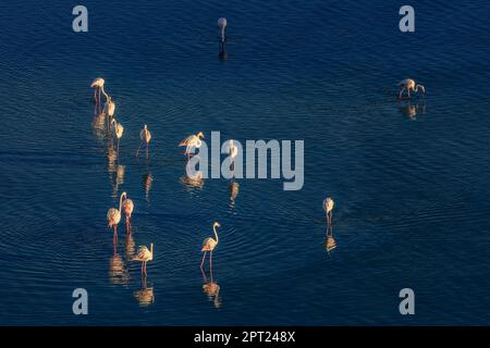 Observatoire des oiseaux comprenant les Flamingos des Salines (Paseo Las Salinas) dans la municipalité de Calp (Calpe) sur la côte méditerranéenne de l'Espagne. Banque D'Images