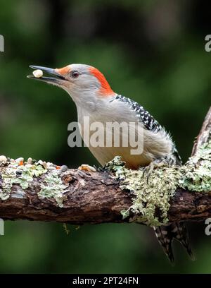 Gros plan d'un pic à ventre rouge (Melanerpes carolinus) perché sur une branche couverte de lichen. Capturé à la lumière du jour, mettant en valeur la prune détaillée Banque D'Images
