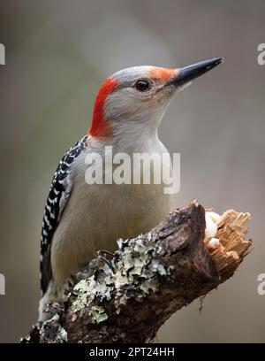 Gros plan d'un pic à ventre rouge (Melanerpes carolinus) perché sur une branche couverte de lichen. Capturé à la lumière du jour, mettant en valeur la prune détaillée Banque D'Images