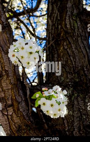 Deux petits pains de bourgeons blancs de la Callery Pear au début du printemps avec de nouvelles feuilles vertes. Banque D'Images