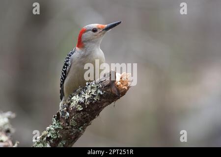 Gros plan d'un pic à ventre rouge (Melanerpes carolinus) perché sur une branche couverte de lichen. Capturé à la lumière du jour, mettant en valeur la prune détaillée Banque D'Images