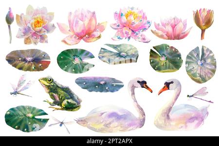 Illustration aquarelle, ensemble de grenouilles, fleurs de nénuphars, fragongmouche et papillon, feuille, bouton et cygne blanc isolés sur fond blanc. Banque D'Images