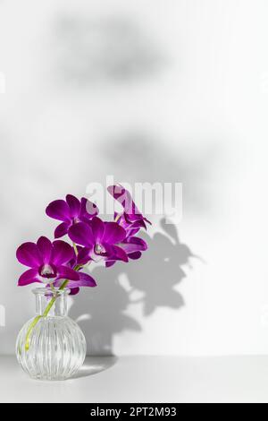 Branche en fleurs d'orchidée pourpre dans vase transparent sur fond blanc, espace libre pour copier. Silhouette de fleur et taches d'ombre floues sur le mur Banque D'Images