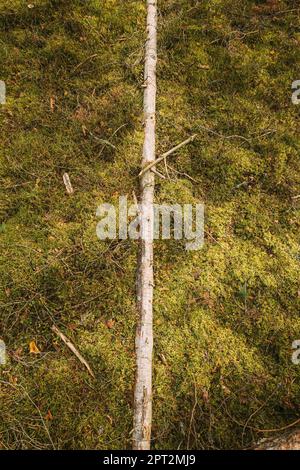 Trunk de l'ancien pin tombé. Vent dans la forêt. Dommages causés par la tempête. Arbre tombé dans la forêt de conifères après fort vent d'ouragan. Vue de dessus. Banque D'Images