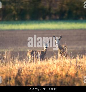 Couple de cerfs du ROE debout à proximité sur le terrain vert à l'intérieur nature estivale ensoleillée Banque D'Images