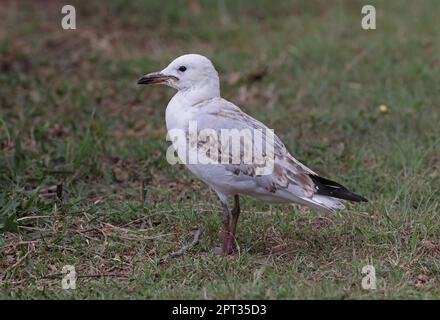 Gull argenté (Larus novaehollandiae) immature debout sur l'herbe de l'île de Stradbroke Nord, Queensland, Australie. Mars Banque D'Images