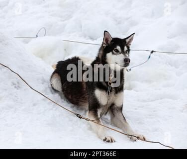 Le chien Husky sibérien est sur la neige par temps clair Banque D'Images