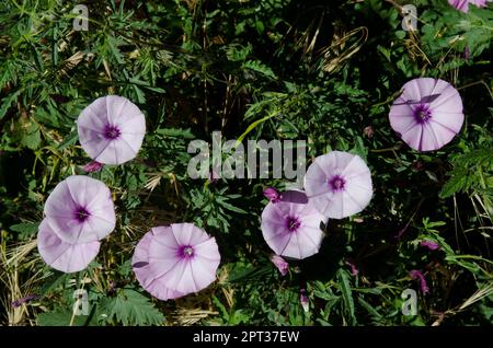 Patates douces Ipomoea batatas en fleur. Ayacata. Le parc rural Nublo. Grande Canarie. Îles Canaries. Espagne. Banque D'Images