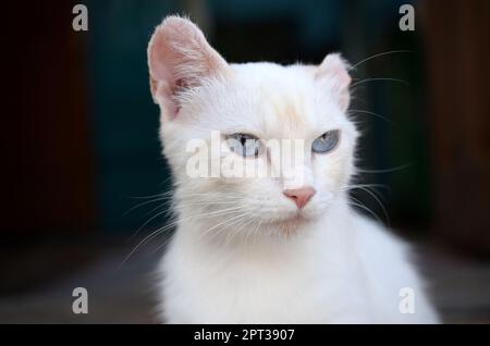 Un chat blanc pur avec les yeux bleu turquoise et rose oreilles défectueux à l'extérieur. Banque D'Images