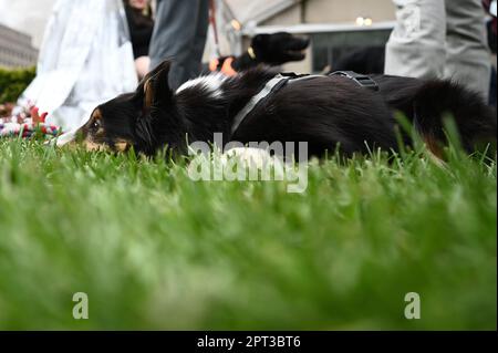 New York, États-Unis. 27th avril 2023. Rowan, un chien de berger des Shetland (Sheltie) se pose dans l'herbe lors de l'édition 147th du spectacle canin annuel du club de chenil de Westminster Aperçu de la presse au Los & Garden au Rockefeller Center, New York, NY, jeudi 27 avril 2023. Le spectacle canin du club de chenils de Westminster 147 aura lieu sur 6 mai jusqu'en 9. (Photo par Anthony Behar/Sipa USA) crédit: SIPA USA/Alay Live News Banque D'Images