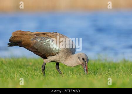 Un hadeda ibis (Bostrychia hagedash) recherche dans un habitat naturel, Afrique du Sud Banque D'Images