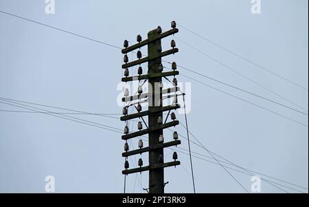 Les fils et les isolateurs sur un poteau de télégraphe en bois. Banque D'Images